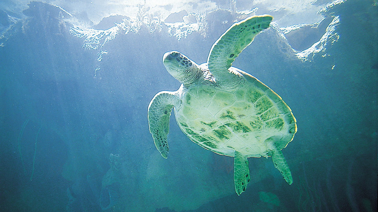 Nurse Anesthesia Update Grand Cayman